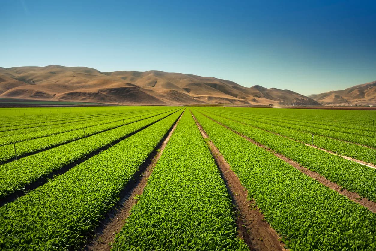 Agriculture Land