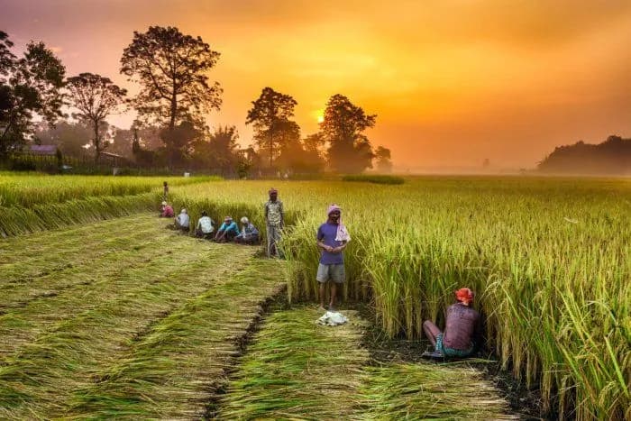 Agriculture Land